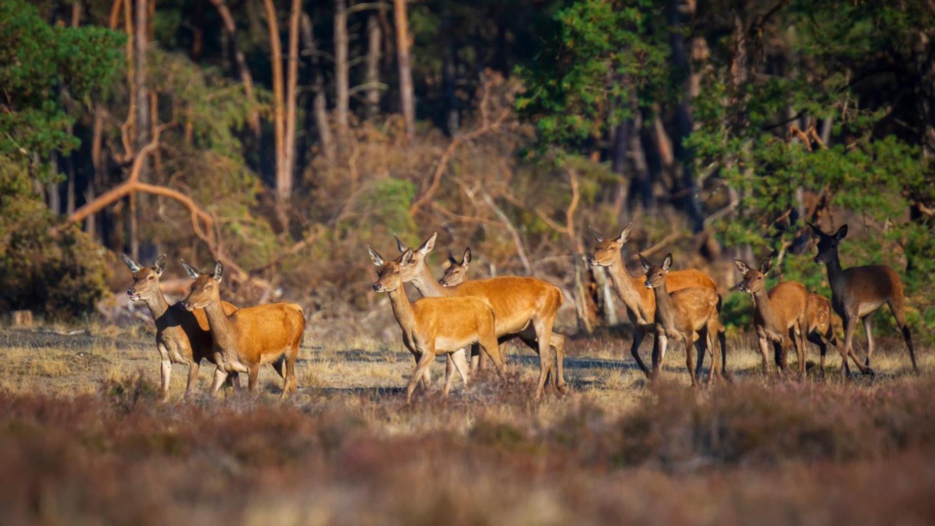 פוטן Veluwe Vakanties Chalets With Private Barrel Sauna - With Pool Bar And Restaurant Facilities In The Veluwe National Park מראה חיצוני תמונה